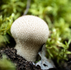 Common puffball (Lycoperdon perlatum) on the forest floor
