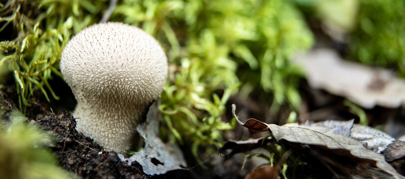 Common puffball (Lycoperdon perlatum) on the forest floor