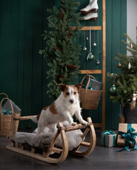 christmas dog. jack russell in a festive home interior. holidays with a pet near a new year tree