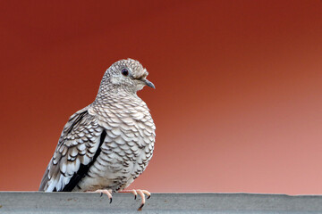 Scaled Dove (Columbina squammata) isolated and perched on a dark red background.