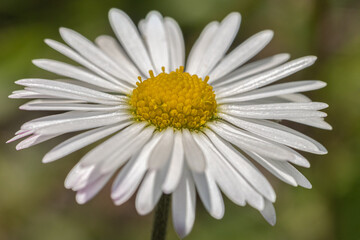 Obraz premium Margherita