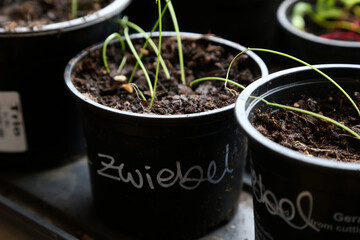 Junge Gemüse Setzlinge in schwarzen Plastik Blumentöpfen 