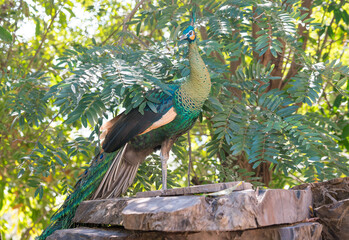 Fototapeta premium Peacock blue standing on a large wooden plank in the forest
