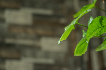 Plantas en interior