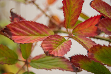 Otoño en macro
