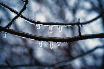 Naked tree branches covered with icy after freezing rain