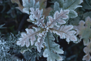 Hoarfrost on pyrenean oak foliage