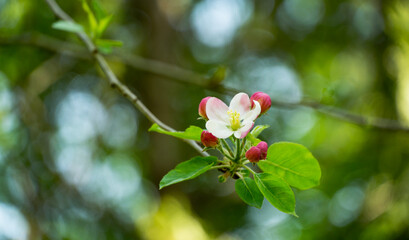 Beautiful branch of blossoming apple tree against blurred green background. Close-up white apple flowers. Selective focus. There is place for your text