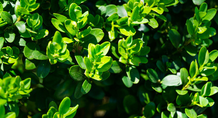 Close-up of green foliage of boxwood Buxus microphylla,  the Japanese box or littleleaf box  in Arboretum Park Southern Cultures in Sirius (Adler) Sochi.