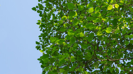 Leaves and fruit of Broussonetia papyrifera or Paper mulberry tree. Tapa Cloth tree grows in spring...