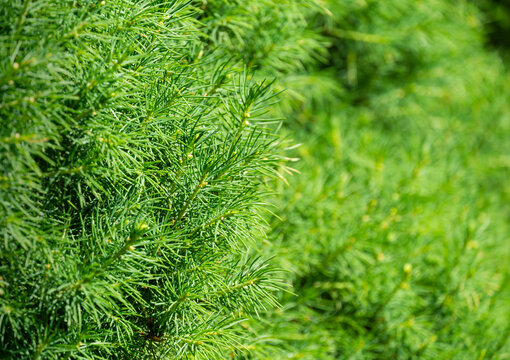 Canadian spruce Picea glauca Conica in focus on left. Close-up bright green young short needles on blurred background. Nature concept for design. Place for your text. Selective focus