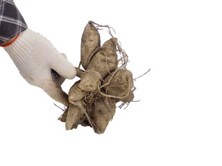 Dahlia tubers in hand isolated on white background