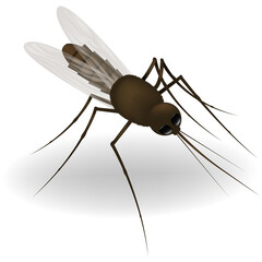 Realistic illustration of a mosquito. Insect. Realistic mosquito. Design of graphic source for healthcare of fever that mosquito is transmitter