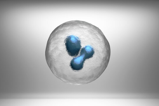 Three dimensional render of two cells dividing via mitosis process