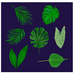 Fototapeta na wymiar set of green leaves
