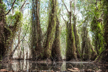 The ancient Samet Khao forest is a wetland forest in a botanical garden in Rayong, Thailand.