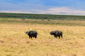 Naklejka na ściany i meble African buffalos or Cape buffalos (Syncerus caffer) in Ngorongoro Crater National Park in Tanzania. Wildlife of Africa
