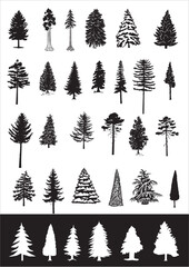 Pine trees, vector collection