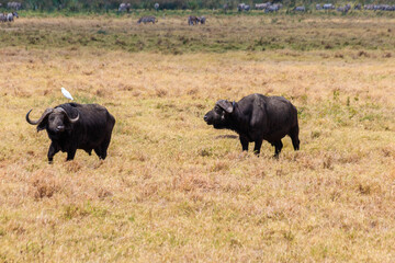 African buffalos or Cape buffalos (Syncerus caffer) in Ngorongoro Crater National Park in Tanzania. Wildlife of Africa