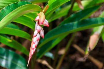 Obraz premium Cardamom flower growing on the spice farm