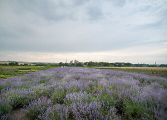 Fototapeta na wymiar Wide angle photo of a lavender flowers field