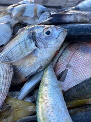 fresh fish fishing harbour