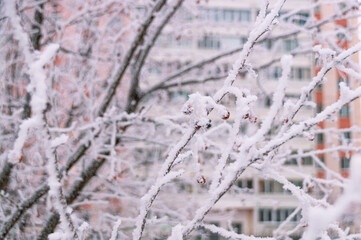 Snow-covered tree branches in front of a high-rise building in the city. There is white snow on the branches of the tree.