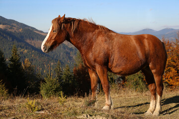 Fototapeta premium Brown horse in mountains on sunny day. Beautiful pet