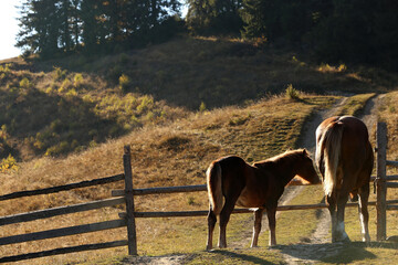 Brown horses in paddock on sunny day. Beautiful pets