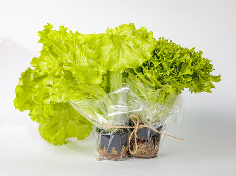 Salatbouquet Bilder – Durchsuchen 13,853 Archivfotos, Vektorgrafiken ...