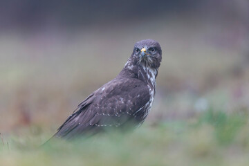 Fototapeta premium Common Buzzard Buteo buteo in close view