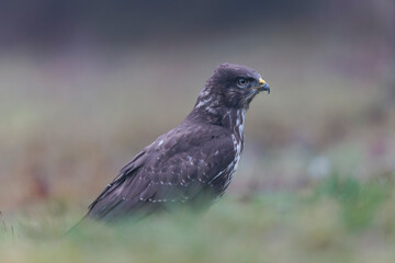 Common Buzzard Buteo buteo in close view