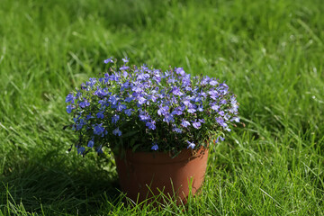 Flowerpot of blue Lobelia flower on green grass. Lobelia in the garden, close up
