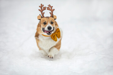 cute puppy corgi dogs in reindeer christmas horns run merrily through the white snow