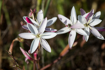 Closeup of the pretty white flowers of the Sickle Eveninglily (Hesperantha falcata) plant