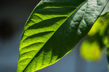 detailed avocado plant leaf upclose 
