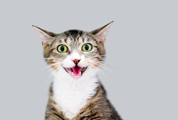 Obraz premium A shorthair kitten with dilated pupils meowing