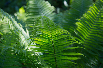 filled frame background wallpaper shot of vibrant green fern plant (Polypodiopsida or Polypodiophyta) stems and leaves 
