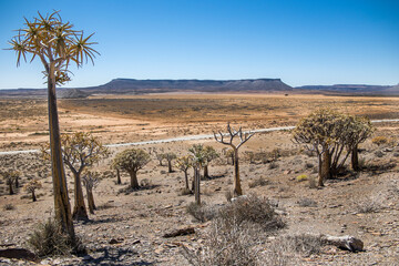 Quiver Tree forest (Aloidendron dichotomum) in the Karoo desert 