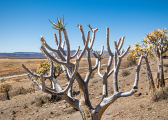 Quiver Tree forest (Aloidendron dichotomum) in the Karoo desert 