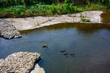 小川を泳ぐ鴨の親子