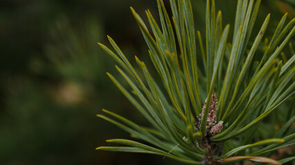 Naklejka na ściany i meble Close up of fresh pine needles