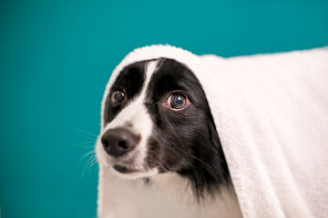 Naklejka premium A Border Collie dog with a towel draped over its head after a bath