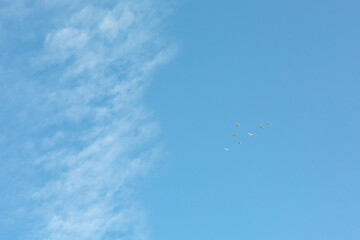 Clouds and birds on the blue clear sky