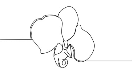 Hand drawn orchid flowers. One line drawing. Minimalist art.