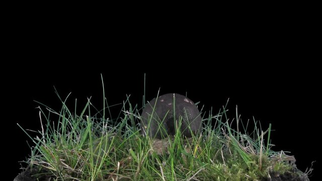 Time-lapse of growing bolete (Boletus Edulis) mushroom in a forest 2x3 in RGB + ALPHA matte format isolated on black background

