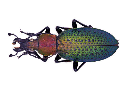 ground beetle Carabidae Carabus Coptolabrus smaragdinus in close view