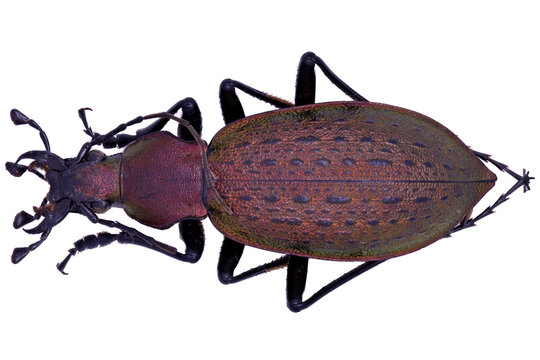 ground beetle Carabidae Carabus Coptolabrus smaragdinus branickii in close view