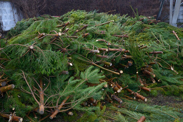 Pile of used Christmas trees prepared for recycling. Collection point for recycling