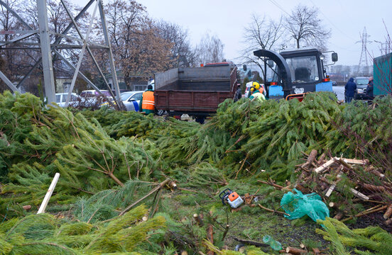 piles of used Christmas trees for recycling with tractor and recycler after New Year holidays, collection point